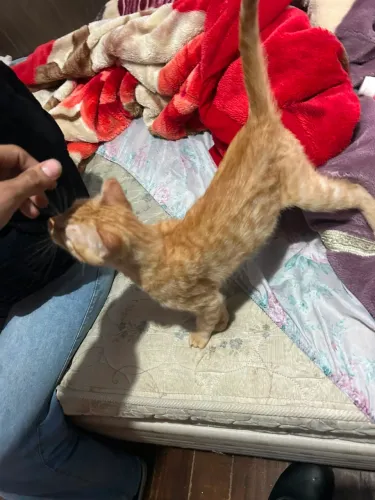 Doa-se gato macho 