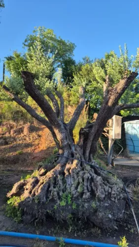 Oliveira Adulta  250 Anos de idade