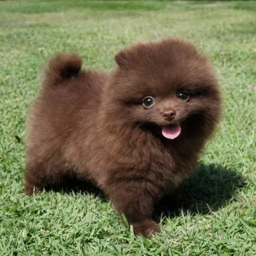 Lulu da Pomerânia - Macho - Pedigree CBKC - 10x s/ juros no cartão com Garantia