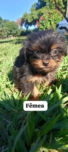Cachorro 