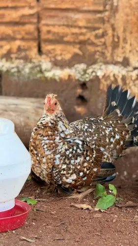 Vende-se Galinha Galizé