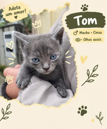 Gatinho cinza, olhos azuis para adoção
