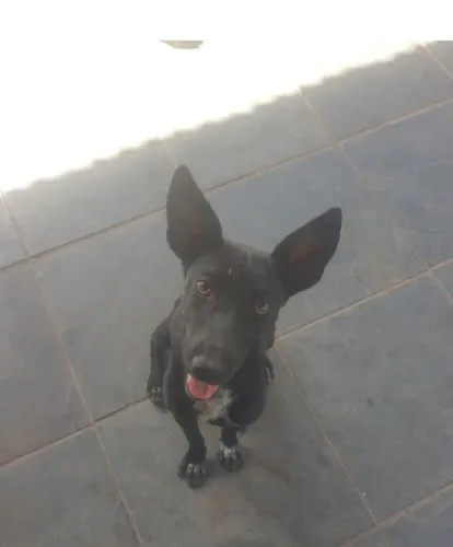 Doa-se  uma mestiça em pinscher 