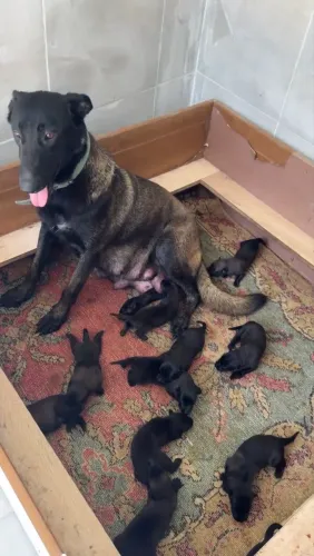 Filhotes de Pastor Belga Malinois