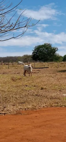 Novilha Gir Pura