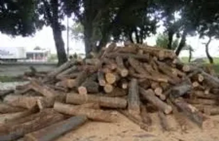 Fogueira 