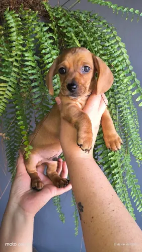 Marron basset