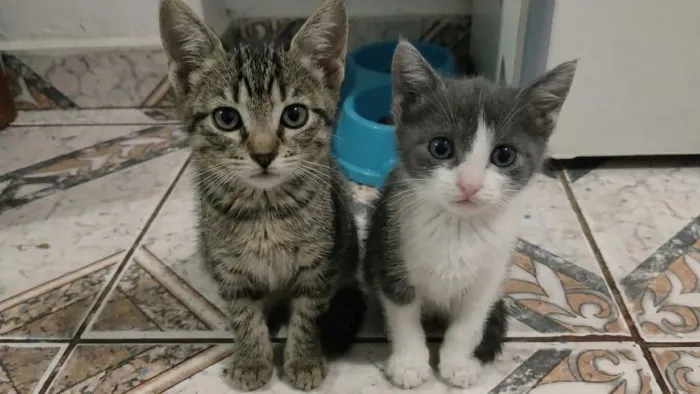 Gatinhos doação