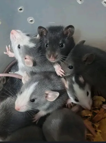 Ratinhos Twister disponíveis 