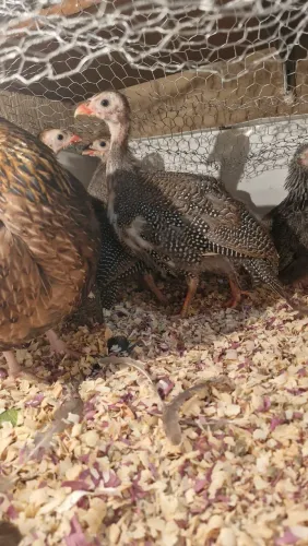 Ninhada de angolinhas + Garnizés 