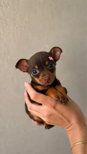 Pinscher zerinho chocolate