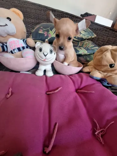 Linda fêmea caramelo de Pinscher 0 muito linda raridade de encontrar!
