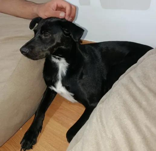 Doa-se uma cachorrinha 