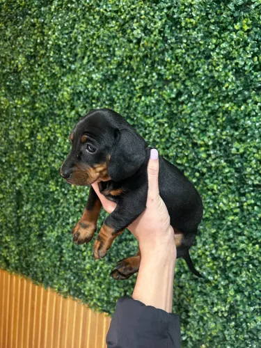 Dachshund fêmea 12x sem juros 