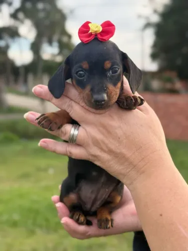 Maravilhosa fêmea de basset