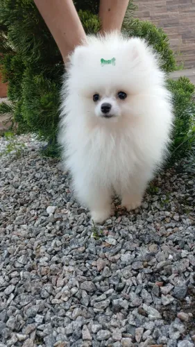 Filhote de Lulu da Pomerânia