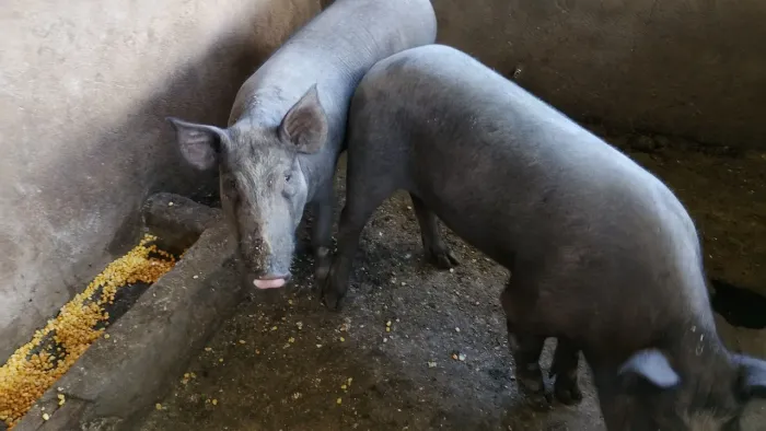 Vendo PORCA DANDO CIO