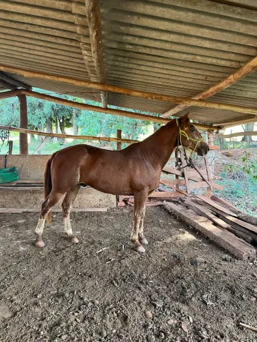 Cavalo quarto de milha 