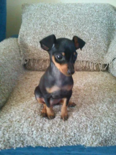 Baby Pinscher/Pincher com contrato e garantia de saúde profissional dócil