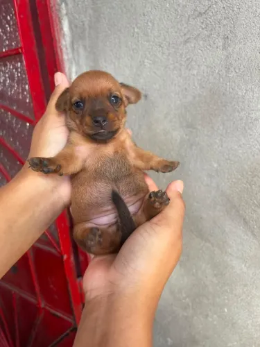 Pinscher fêmea n 0/1