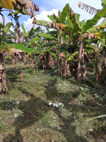 Vende -se chácara, Ramal da Piçarreira 