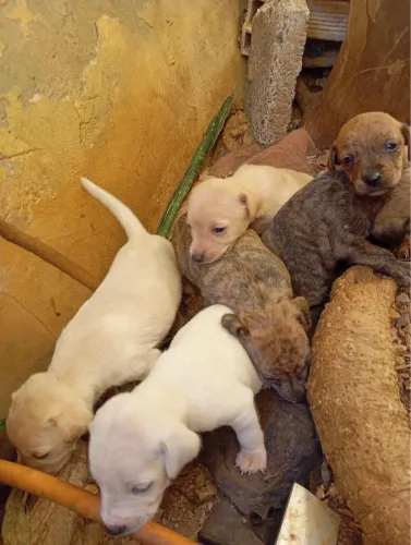 Cachorros