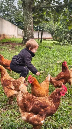 Ovos Caipira de Galinhas criadas solta! Direto do produtor.