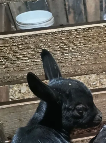 Mini cabritinho macho