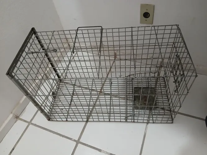Gatoeira