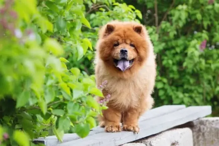 Chow Chow fêmea sua filhote já a pronta entrega