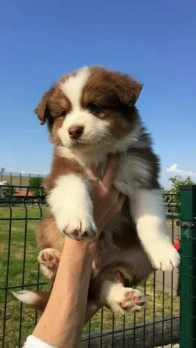 Border collie dengo que conquista fácil 