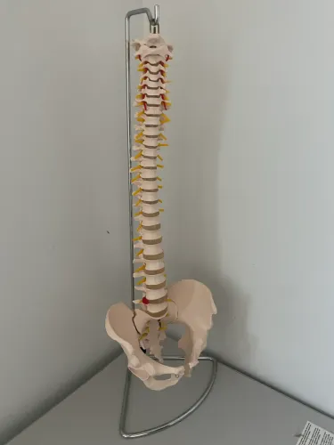 Manequim anatômico coluna vertebral 