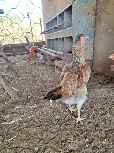 Galinha caipira