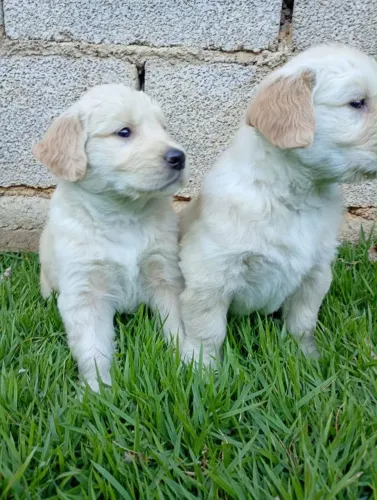 Filhote Golden Retriever, Pequenos anjos de quatro patas esperando por um lar!