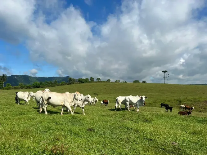 Terreno com 1403600 m² (58 Alqueires) 15 km da BR 116 - Zona Rural - Papanduva - SC