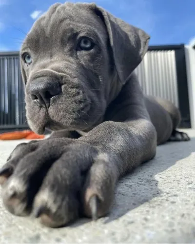 Cane Corso Lealdade que faz morada
