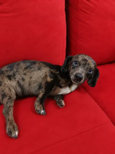 Linguicinha Dachshund Macho mini