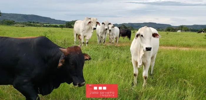 Fazenda para Venda em Campos Lindos