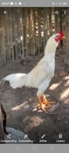 Galinha 
