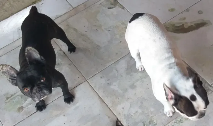 Buldog francês fêmeas 