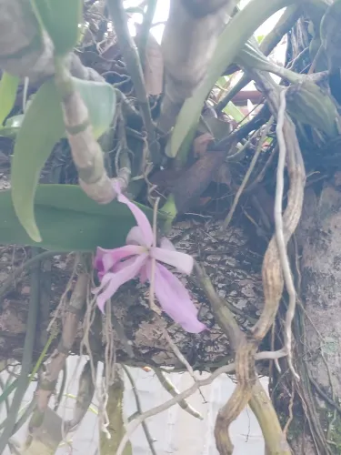 Orquídeas 