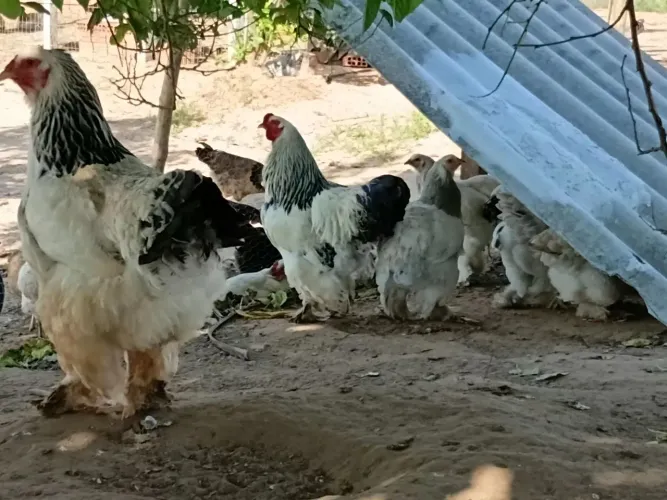 Galinhas Brahma, (Puro Sangue).