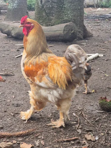 Galo brahma lemon
