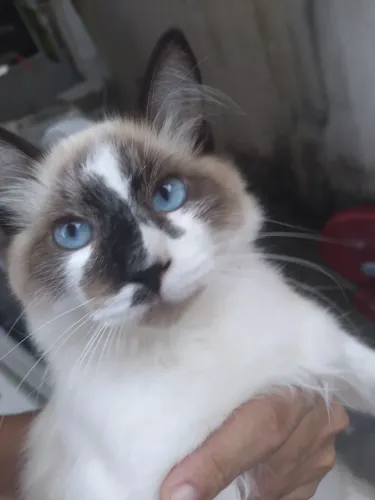 Gato