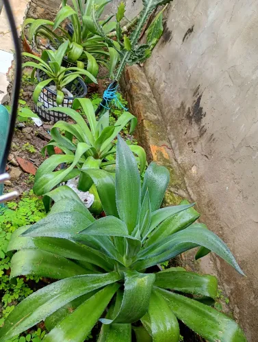 Muda de plantas