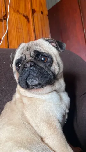 Pug fêmea 