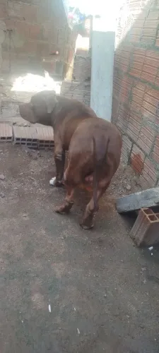 Macho pitmonster 2 anos