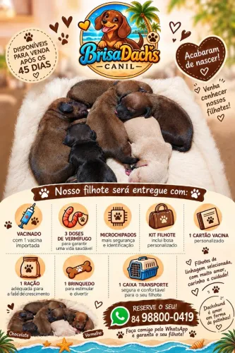 Filhotes dachshund's