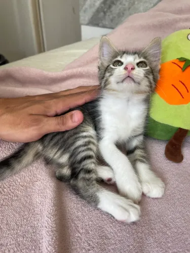 Gato Panda Filhote para Doação! Faço Entrega!