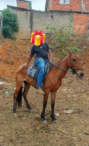Égua Marcha Picada